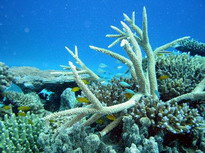   коралловое убежище